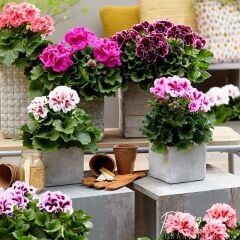 Mix Karışık Renkli Sardunya Canan Çiçeği Fidesi (50 Fide)