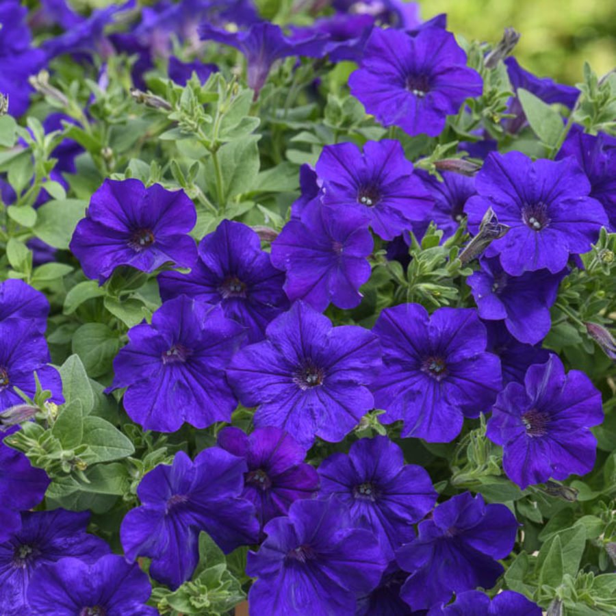 Sarkıcı Çeşit Pegasus Patio Blue Petunya Çiçeği 9'luk Saksıda