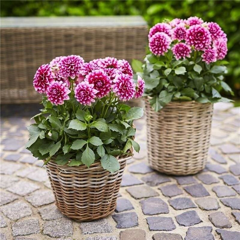 Dev Çiçekli Lubega Burgundy White Dahlia Çiçeği Fidesi (1 Fide)