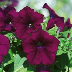 Pegasus Patio Burgundy Petunya Çiçeği 9'luk Saksıda