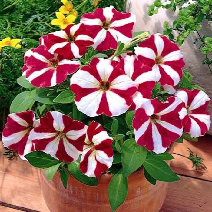 Pegasus Patio Cheery Star Petunya Çiçeği 9'luk Saksıda