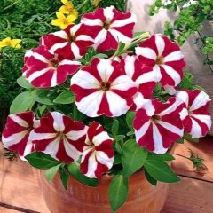 Pegasus Patio Cheery Star Petunya Çiçeği 9'luk Saksıda