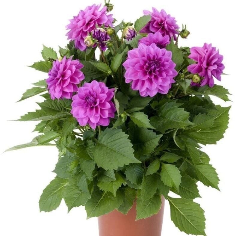 Dev Çiçekli Lubega Power Lavender Dahlia Çiçeği Fidesi (1 Fide)