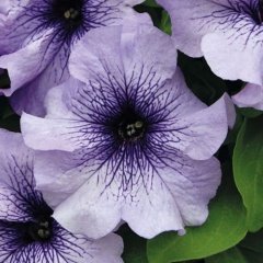 Pegasus Patio Lavender Vein Petunya Çiçeği 9'luk Saksıda