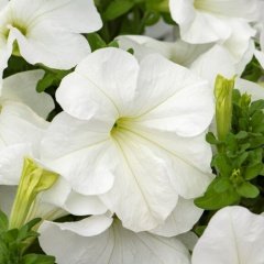 Pegasus Patio White Petunya Çiçeği 9'luk Saksıda
