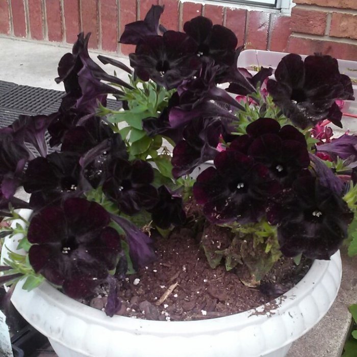 Sarkıcı Çeşit Pegasus Patio Black Petunya Çiçeği 9'luk Saksıda