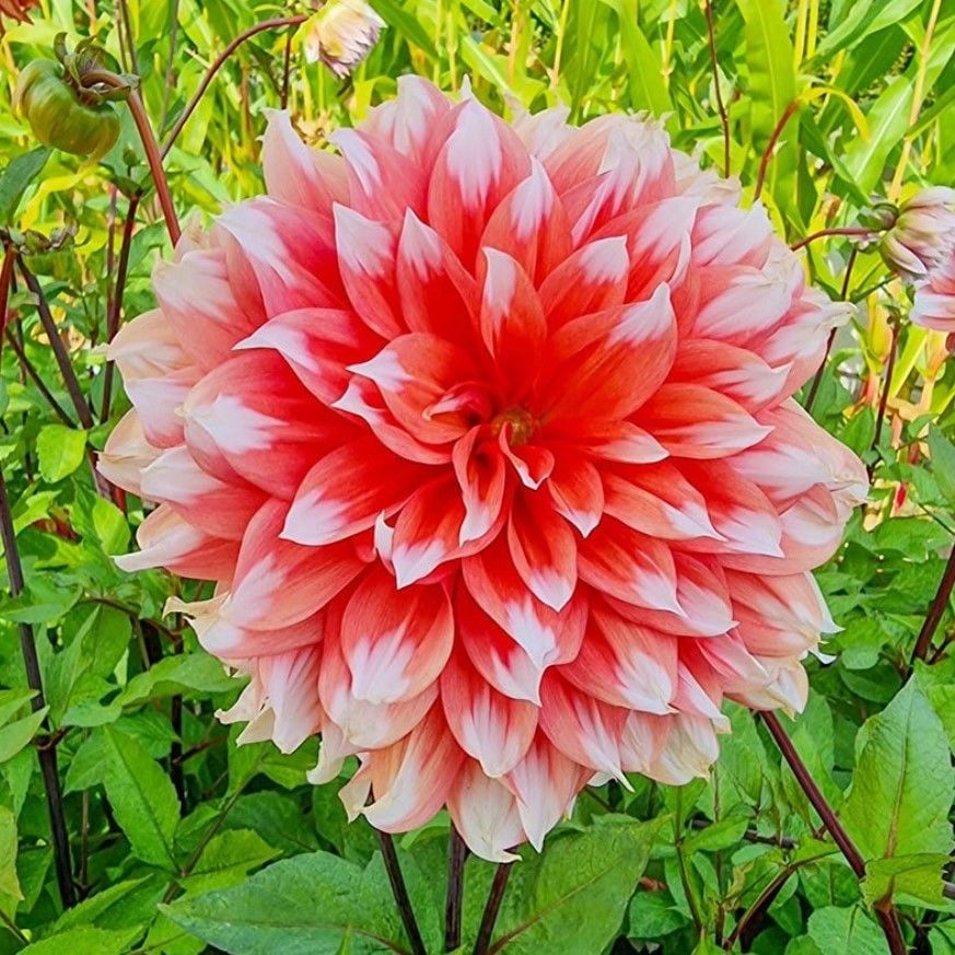 Büyük Dev Çiçekli Holland Festival Dahlia Yumrusu (1 adet)