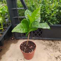 Tüplü Coffea Arabica Kahve Ağacı Fidanı Mini Saksıda (5-15 cm)