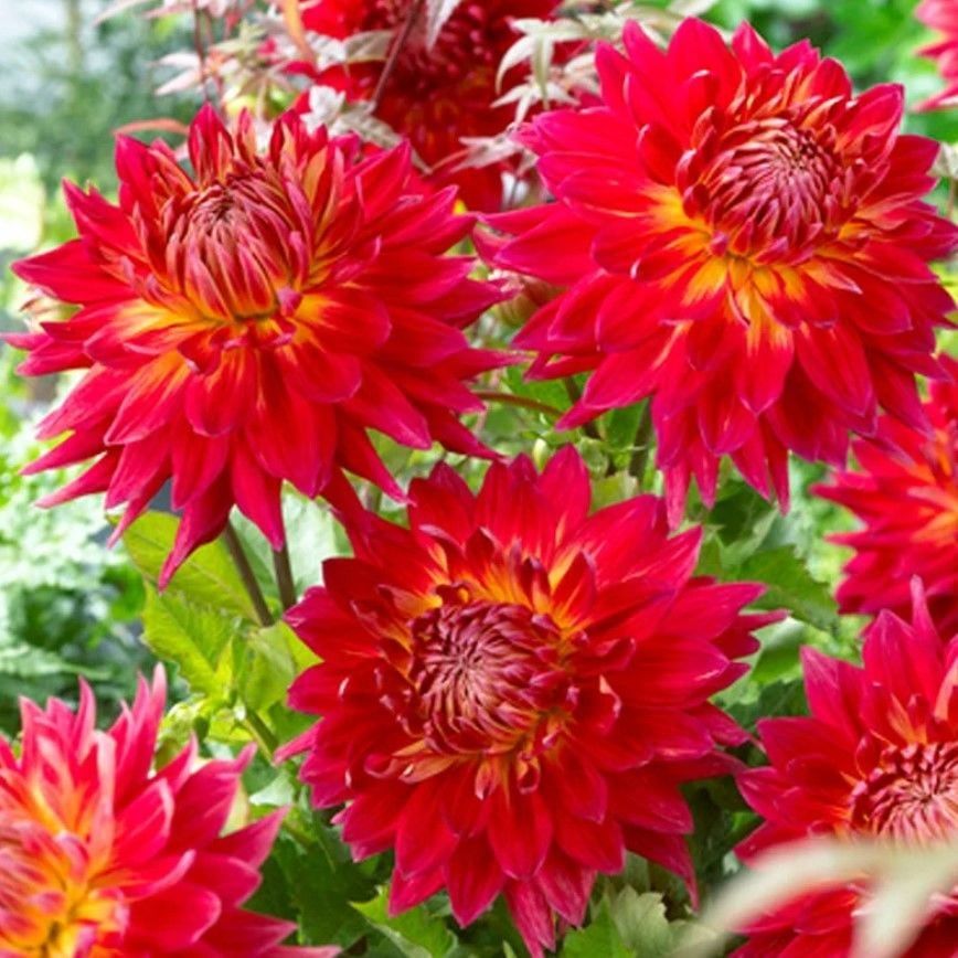 Büyük Dev Çiçekli Manhattan Island Dahlia Yumrusu (1 adet)