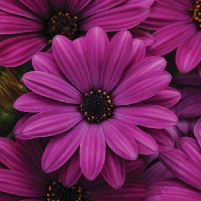 Erato Purple Basket Bodrum Papatyası Çiçeği Fidesi (3 adet)