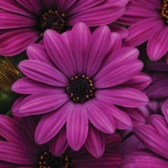 Erato Purple Basket Bodrum Papatyası Çiçeği Fidesi (3 adet)