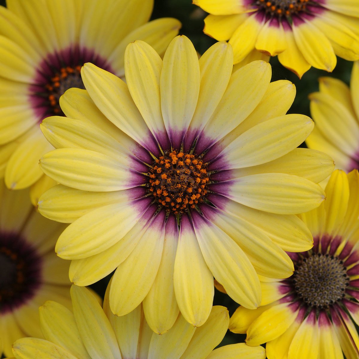 Erato Yellow Purple Eye Katmerli Bodrum Papatyası Çiçeği Fidesi (3 adet)