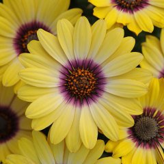 Erato Yellow Purple Eye Katmerli Bodrum Papatyası Çiçeği Fidesi (3 adet)