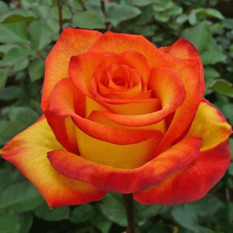 Tüplü Yediveren Peach Yellow Yoğun Kokulu Gül Fidanı