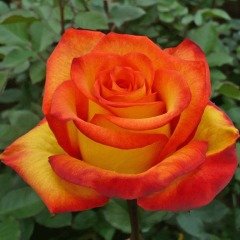 Tüplü Yediveren Peach Yellow Yoğun Kokulu Gül Fidanı