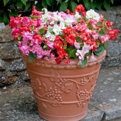 Mixed Begonia Karışık Begonya Çiçeği Fidesi (3 Adet)