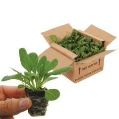 Mixed Begonia Karışık Begonya Çiçeği Fidesi (3 Adet)