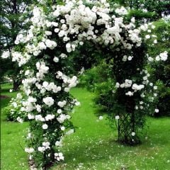 Tüplü Kokulu Yediveren Bride Crown Beyaz Renk Sarmaşık Gül Fidanı(120-200 CM)
