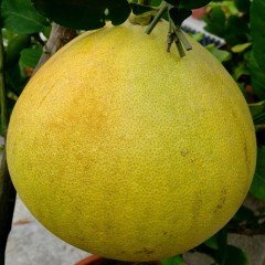 Tüplü Aşılı Ağaç Kavunu Şadok Pomelo Fidanı