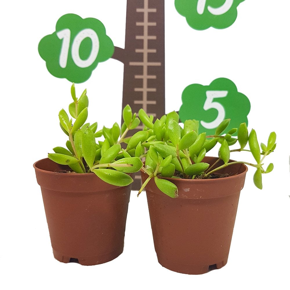 Cotyledon Pendens Sukulent Güneşte Uçları Kızarır Özel Üretim (5.5 Luk Saksıda)