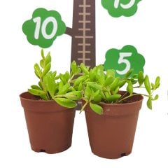 Cotyledon Pendens Sukulent Güneşte Uçları Kızarır Özel Üretim (5.5 Luk Saksıda)