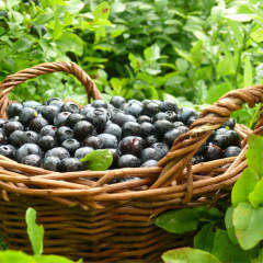 Tüplü Doğal Likapa (Bilberry) Fidanı
