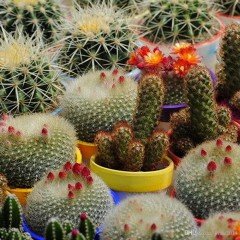 Karışık Kaktüs Bitkileri Çiçeği Tohumu (9000 tohum)