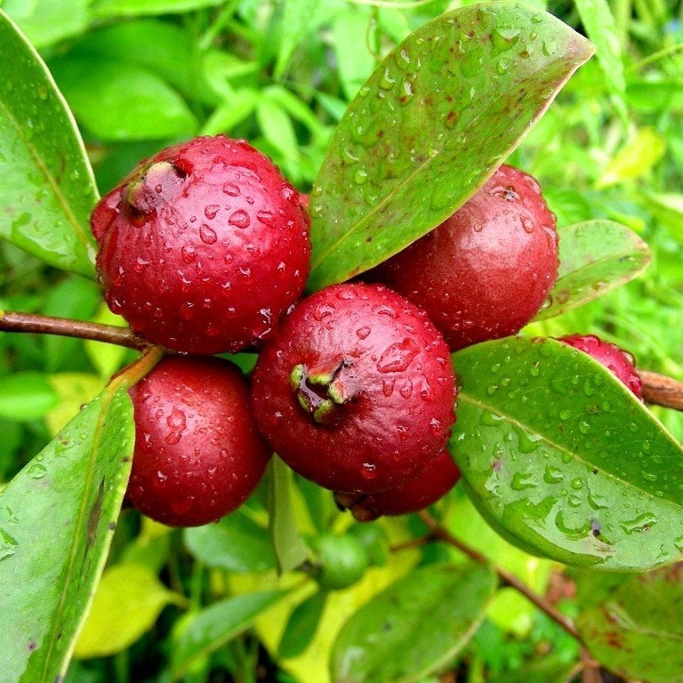 Tüplü Strawberry Guava (Çilek Guava) Fidanı