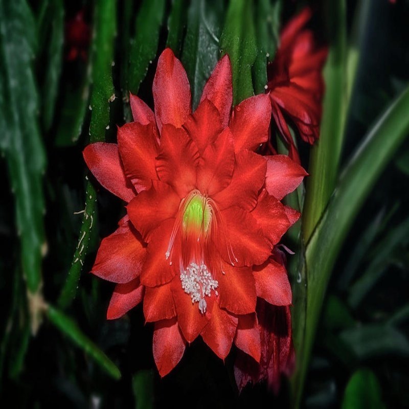 Epiphyllum Ackermannii Atlas Çiçeği Sukulent Özel Üretim (5. Luk Saksıda)