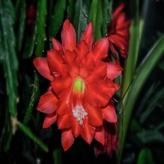 Epiphyllum Ackermannii Atlas Çiçeği Sukulent Özel Üretim (5. Luk Saksıda)