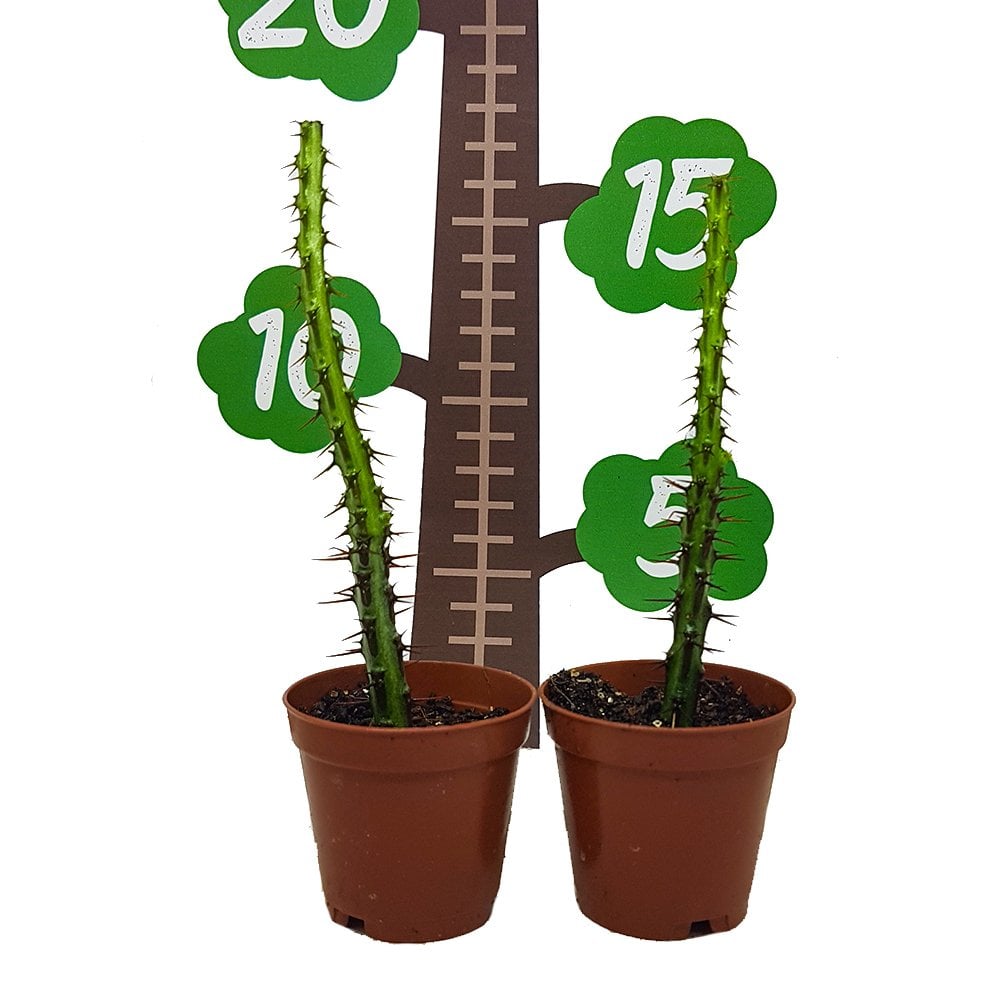 Euphorbia Aeruginosa Schiweck Kaktüs Özel Üretim (5. Luk Saksıda)