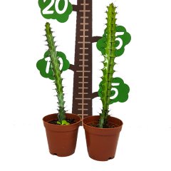 Euphorbia Greenwayi Kaktüs Özel Üretim (5. Luk Saksıda)