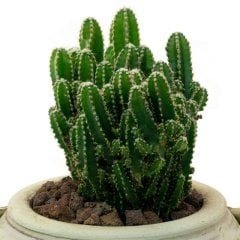 Euphorbia Lactea Kaktüs Özel Üretim (5.5 Luk Saksıda)