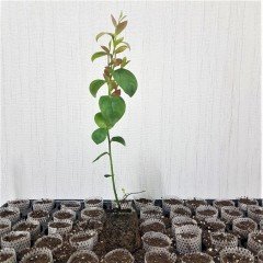 Tüplü Bluecropt Yaban Mersini Fidesi 5-15 Cm (3 Adet)