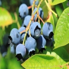 Tüplü Bluecropt Yaban Mersini Fidesi 5-15 Cm (10 Adet)