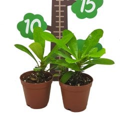 Mini Euphorbia Milii Kaktüs Dikenler Tacı Özel Üretim (5. Luk Saksıda)