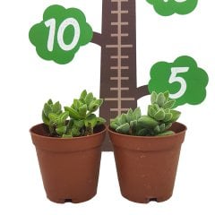 Euphorbia Pseudoglobosa Yavrulu Büyüyen Kaktüs Özel Üretim (5.5 Luk Saksıda)