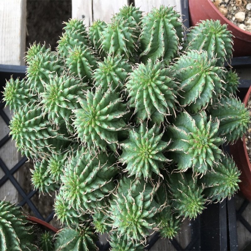 Euphorbia Species Bol Yavrulu Büyüyen Kaktüs Ağaç Yapılı Özel Üretim (5.5 Luk Saksıda)