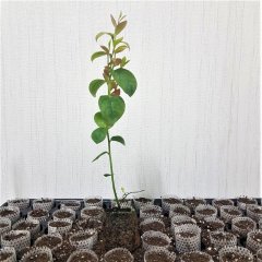 Tüplü Blue Jay Yaban Mersini Fidesi (5 Adet)
