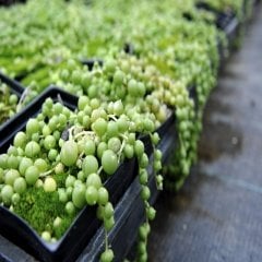 Klenia Rowleyanus Tesbih Çiçeği Sukulent Özel Üretim (9 Luk Saksıda)