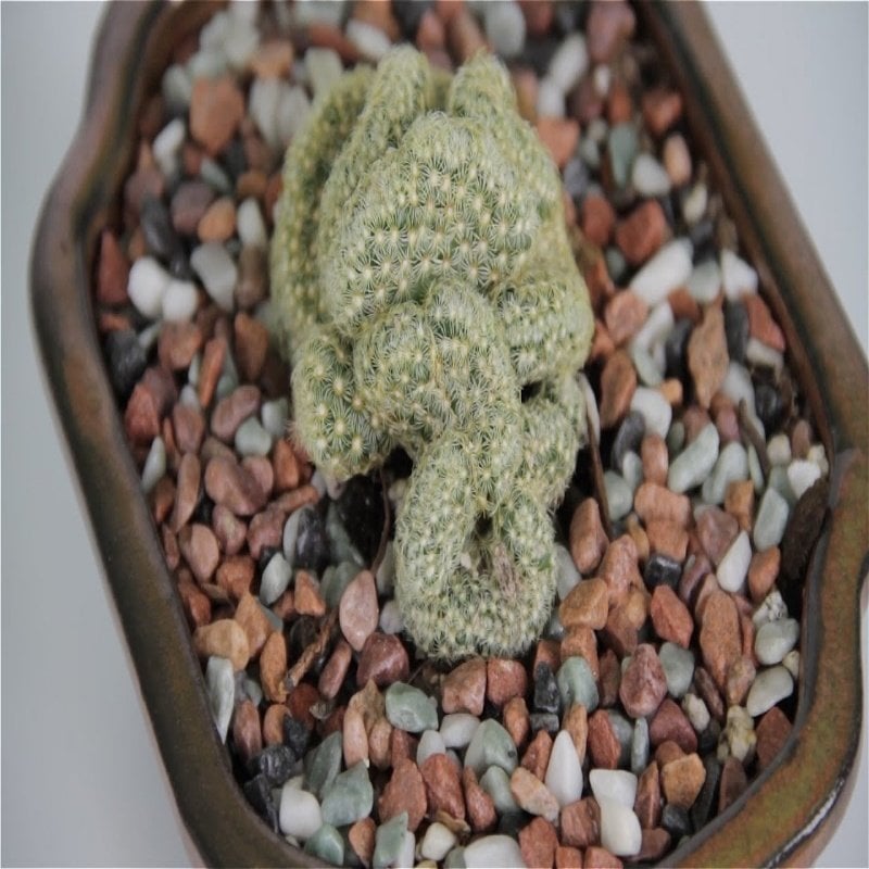 Mammillaria Elongata Cristata Beyin Kaktüsü Özel Üretim (5,5 luk Saksı)