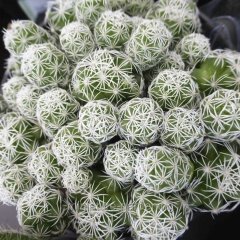 Mammillaria Vetula Ssp. Gracilis Kaktüs Kartopu Kaktüs Özel Üretim (Bol Yavrulu 9 Luk Saksı)