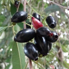 Tüplü Aromatik Herdem Yeşil Jambolan Eriği Fidanı