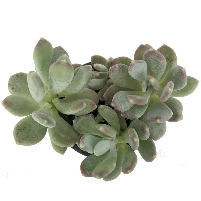 Pachyphytum Compactum Rozet Sukulent Özel Üretim (5.5 Luk Saksıda)