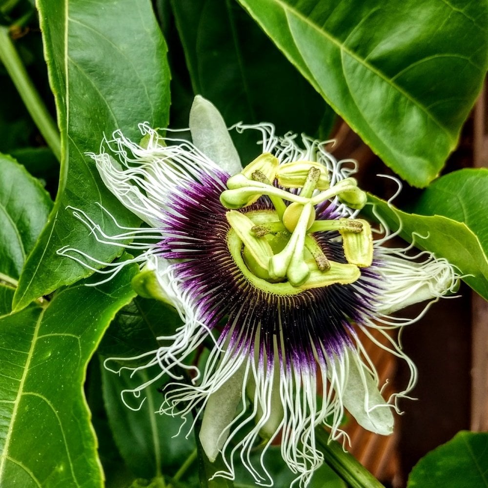 Tüplü Çarkıfelek Pasiflora Edulis Maruçya Fidanı