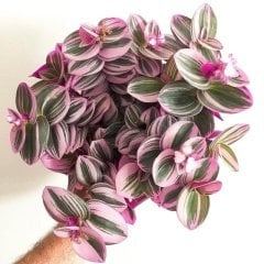 Alacalı Yapraklı Tradescantia Nanouk Telgraf Çiçeği Fidesi Özel Üretim