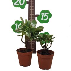 Aeonium Haworthii Sukulent Özel Üretim (5.5 Luk Saksıda)