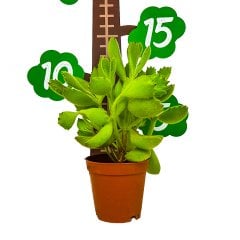 Cotyledon Ladismithiensis Sukulent Özel Üretim (5.5 Luk Saksıda)