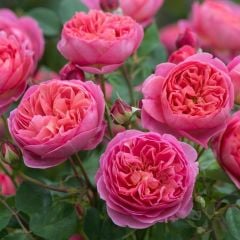 Tüplü Yediveren Florence Ultra Pembe Gül Fidanı