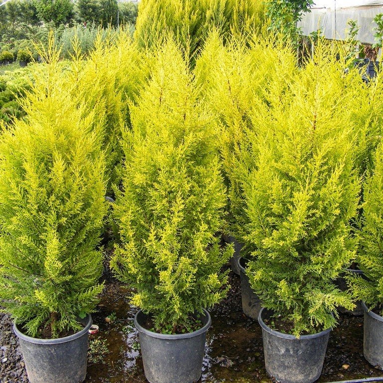 Tüplü Limoni Servi Fidanı (150-200 cm)